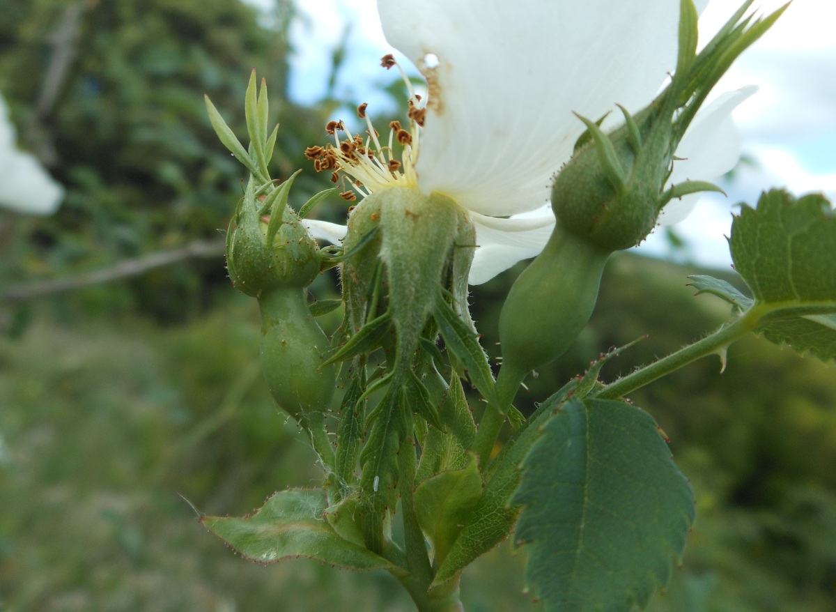 Rosa andegavensis / Rosa andegavense